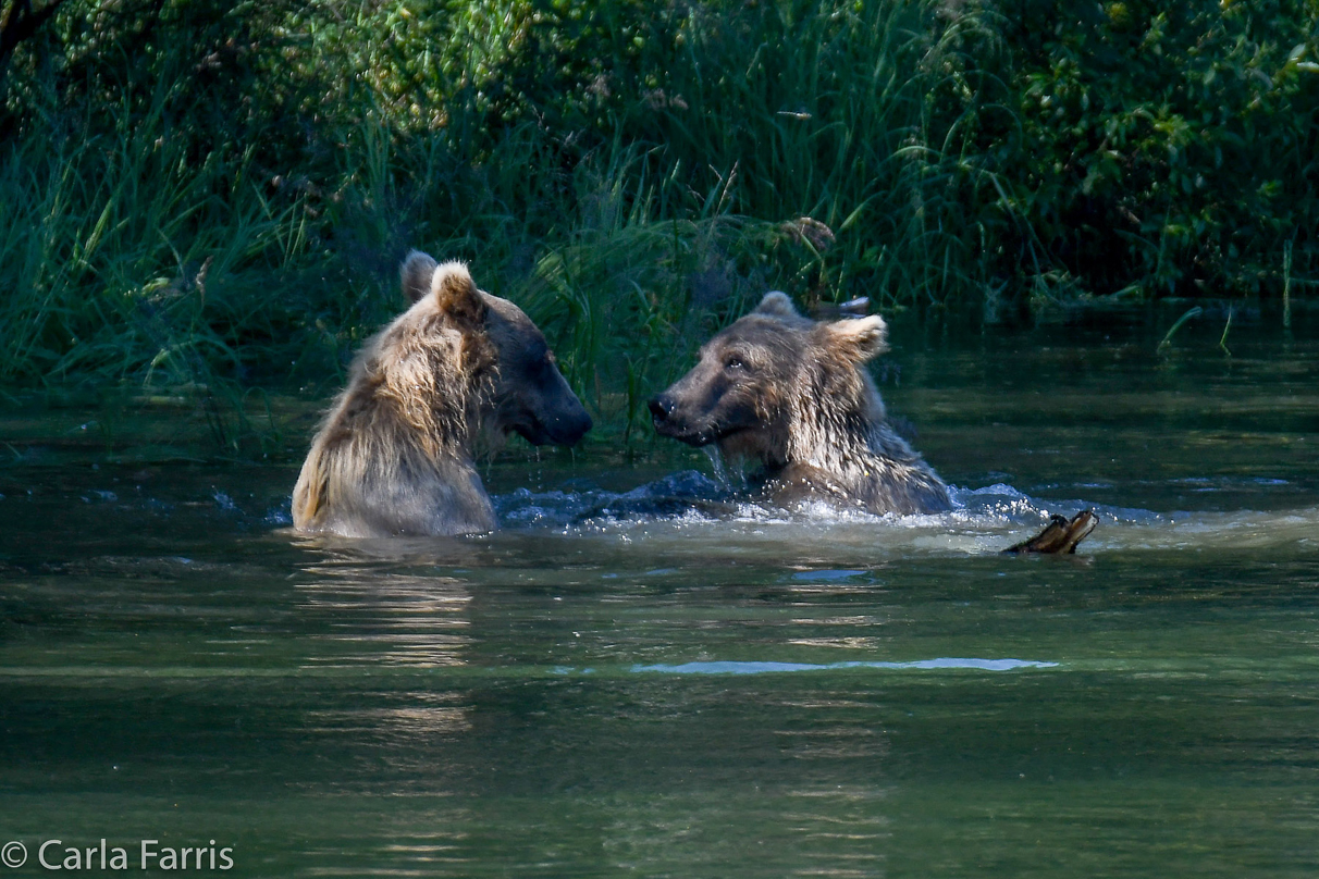 132's Family (3-2.5 yr old cubs)