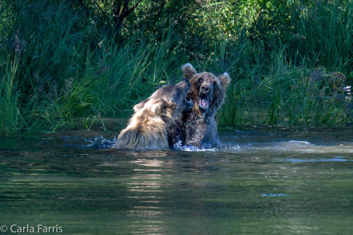 132's Family (3-2.5 yr old cubs)