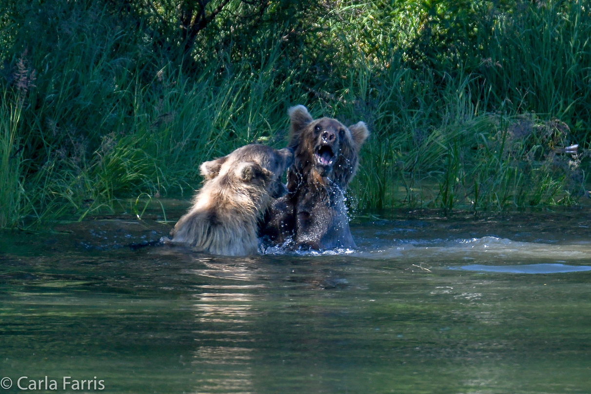 132's Family (3-2.5 yr old cubs)