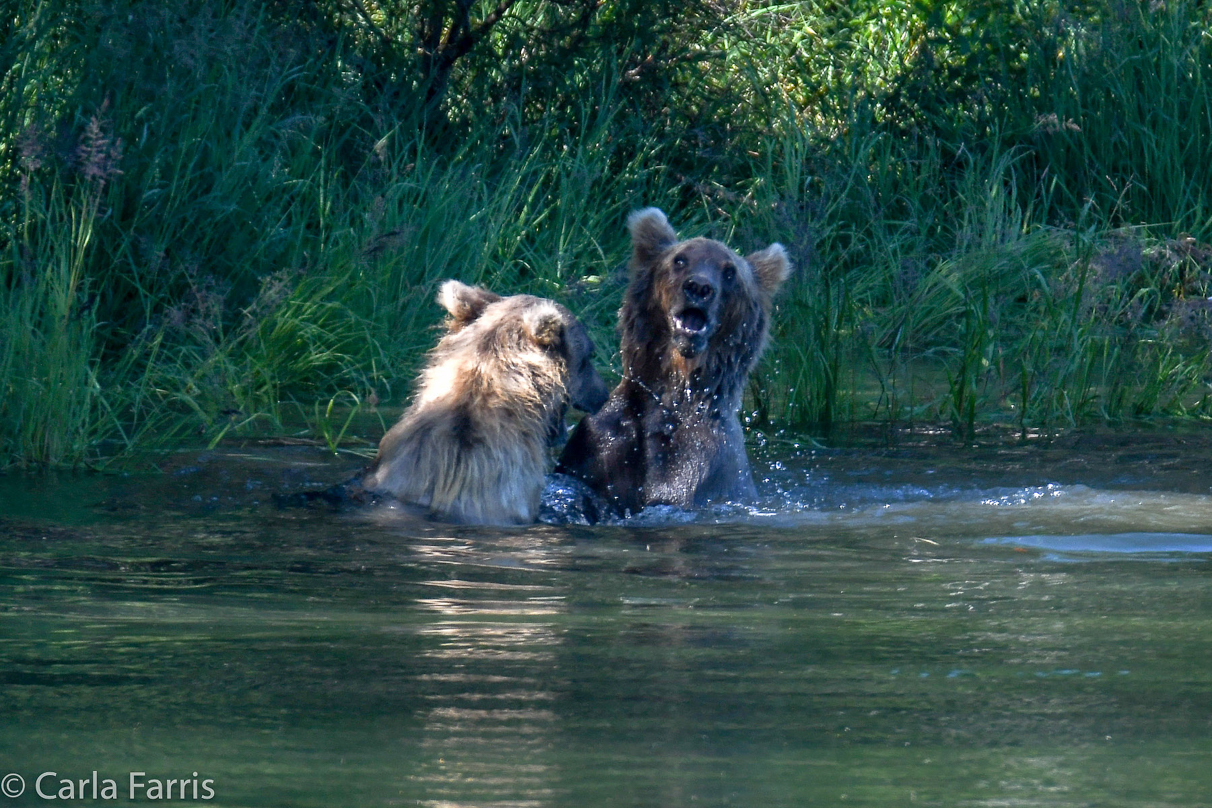 132's Family (3-2.5 yr old cubs)