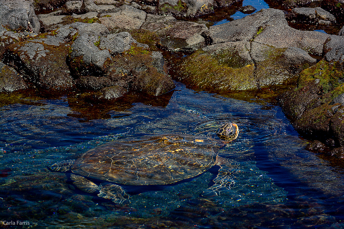 Turtle at Punaluu Black Sand Beach