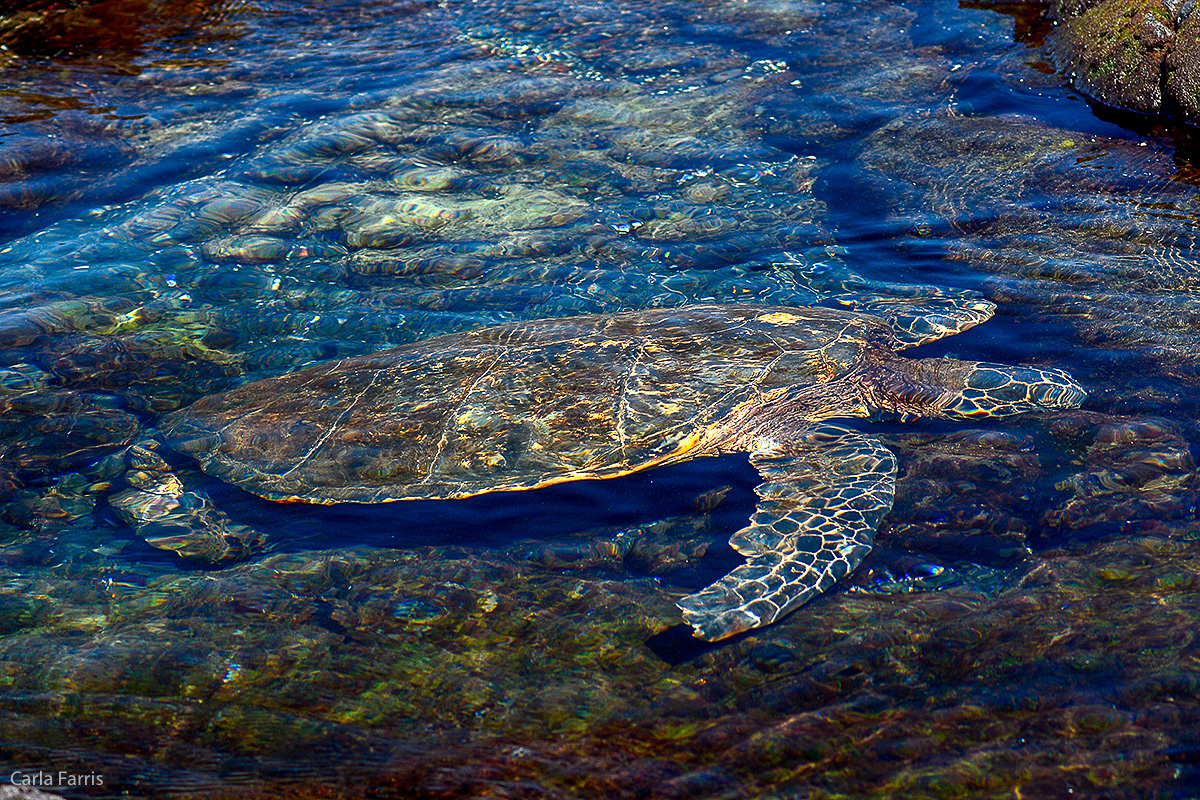 Turtle at Punaluu Black Sand Beach