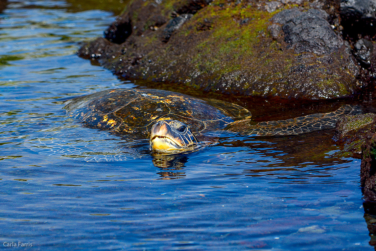 Turtle at Punaluu Black Sand Beach