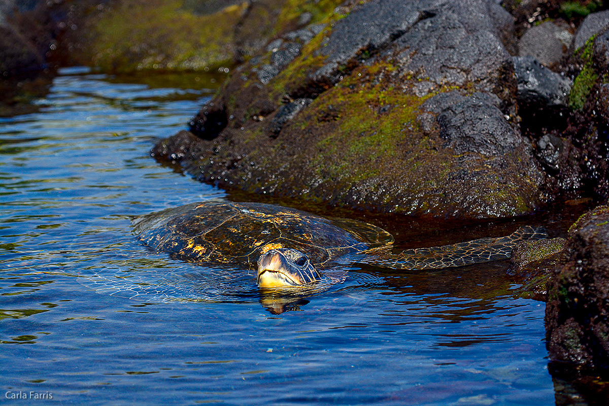 Turtle at Punaluu Black Sand Beach