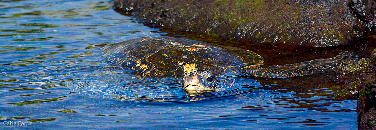 Turtle at Punaluu Black Sand Beach