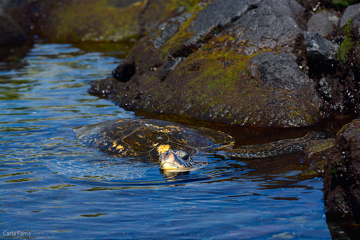 Turtle at Punaluu Black Sand Beach