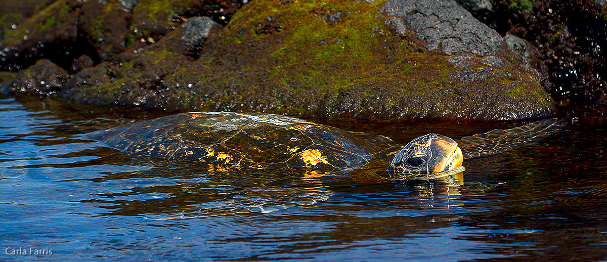 Turtle at Punaluu Black Sand Beach