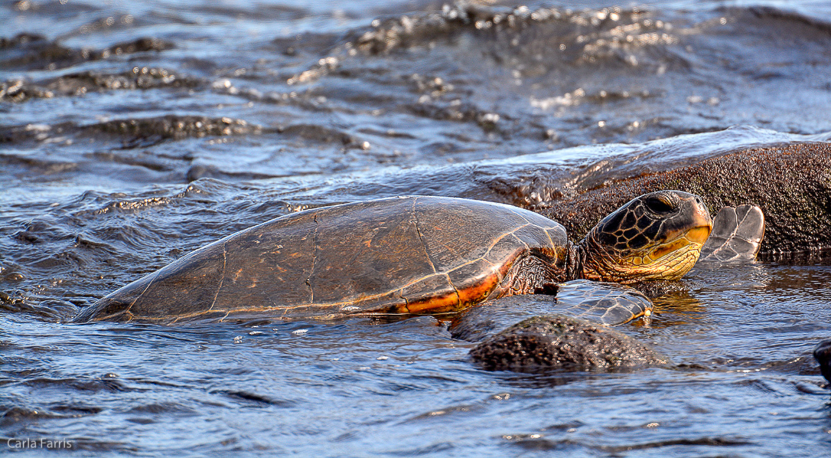 Turtle at Punaluu Black Sand Beach