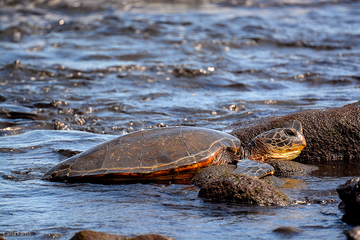 Turtle at Punaluu Black Sand Beach