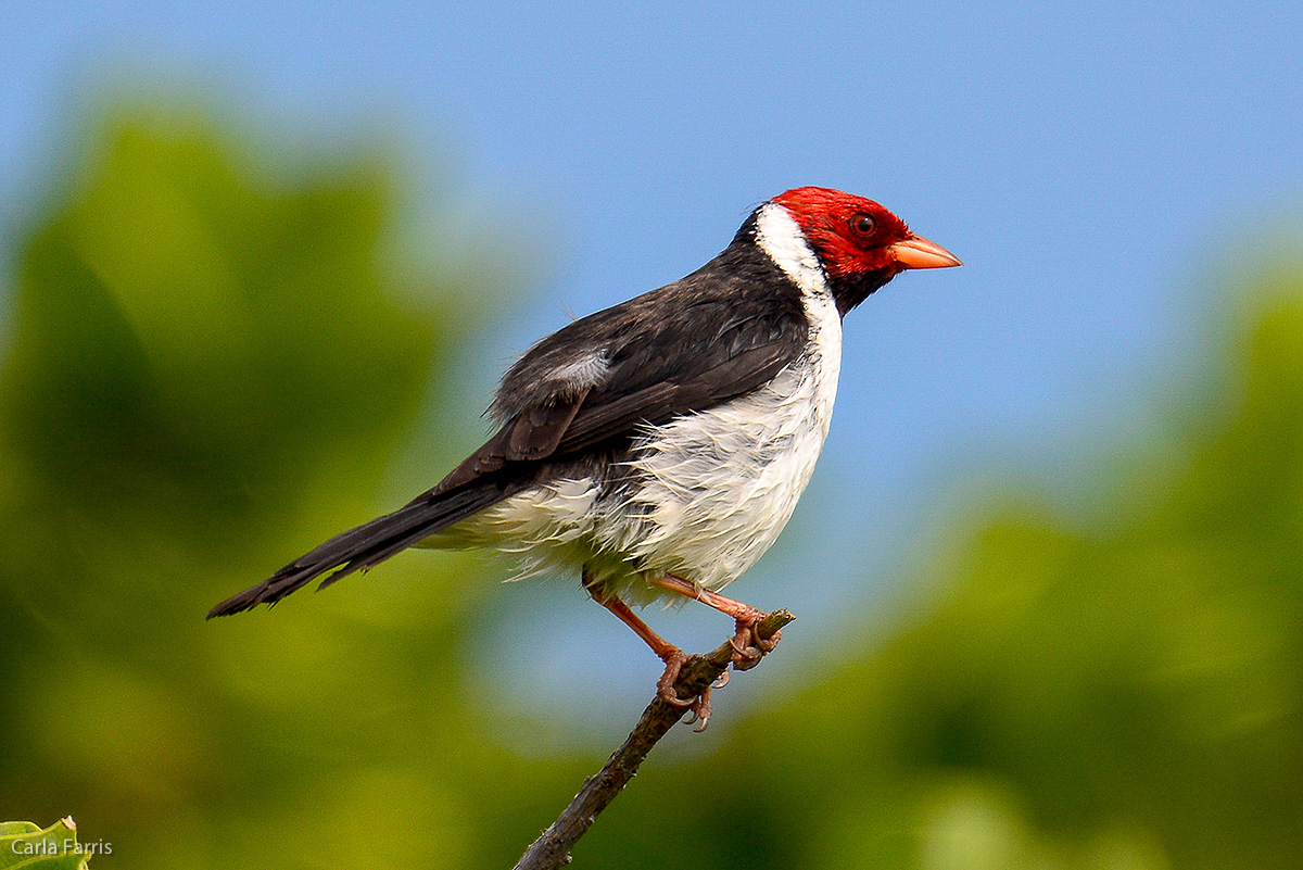 Yellow Billed Cardinal