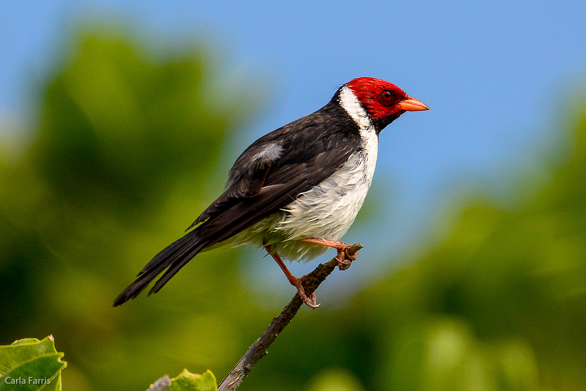 Yellow Billed Cardinal