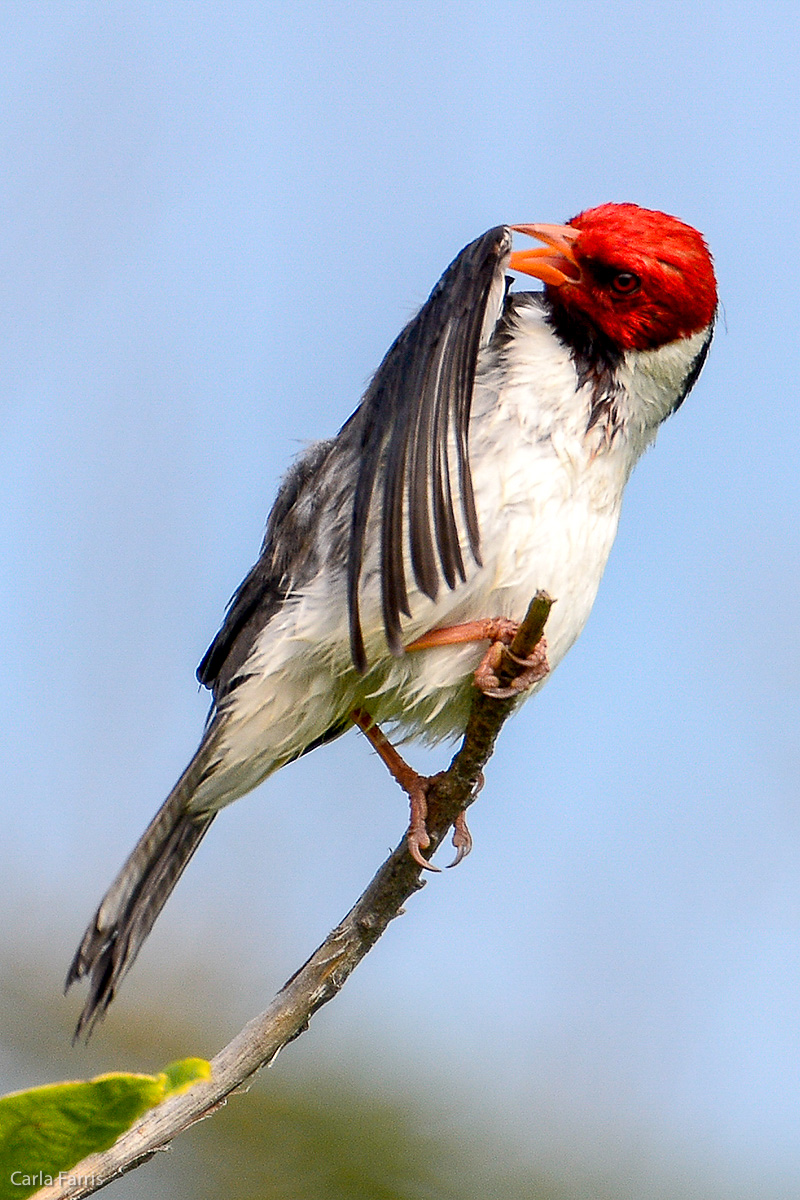 Yellow Billed Cardinal