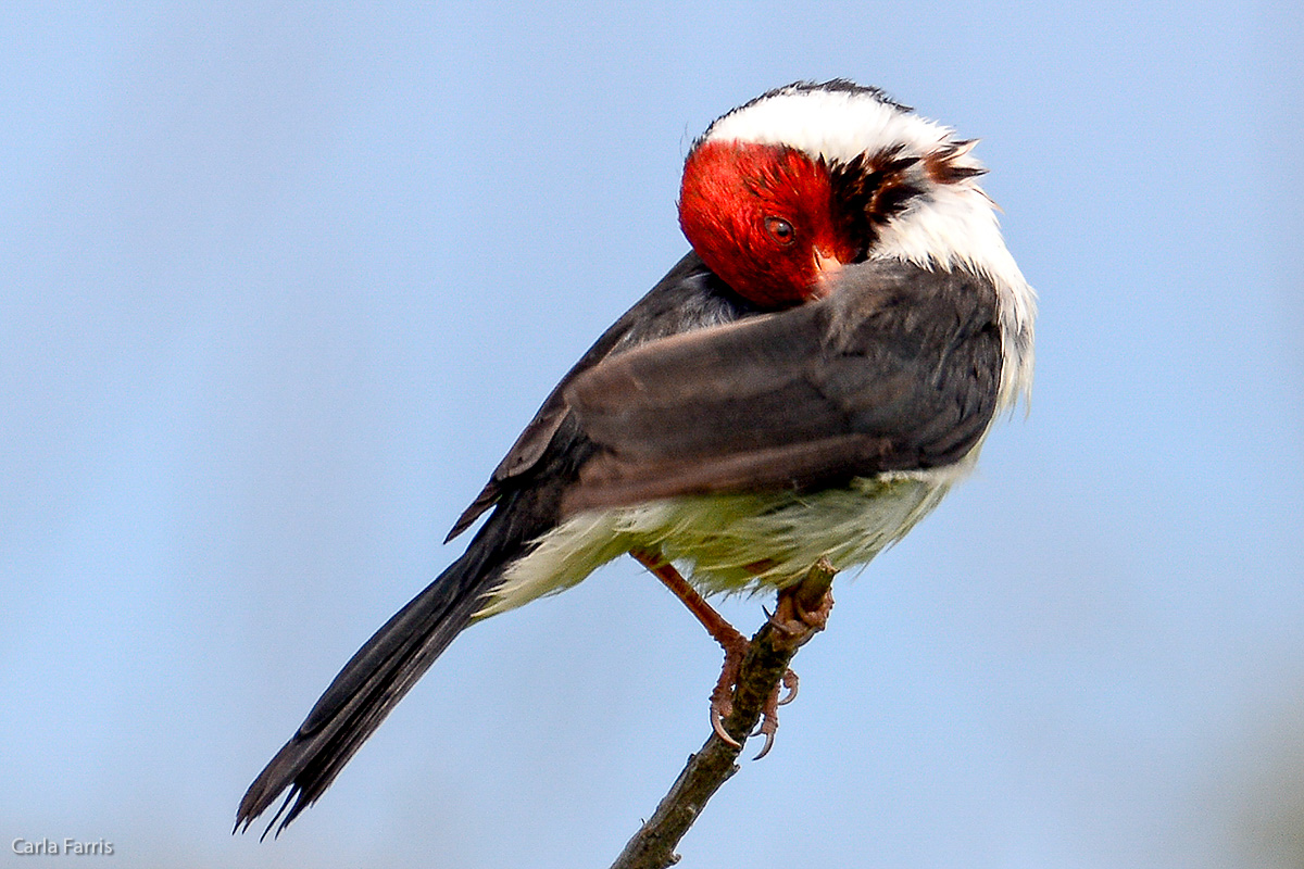 Yellow Billed Cardinal