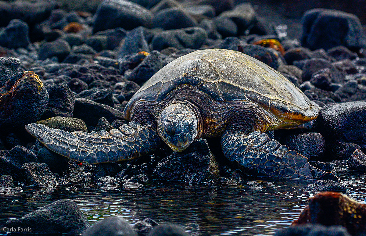 Turtle at Punaluu Black Sand Beach