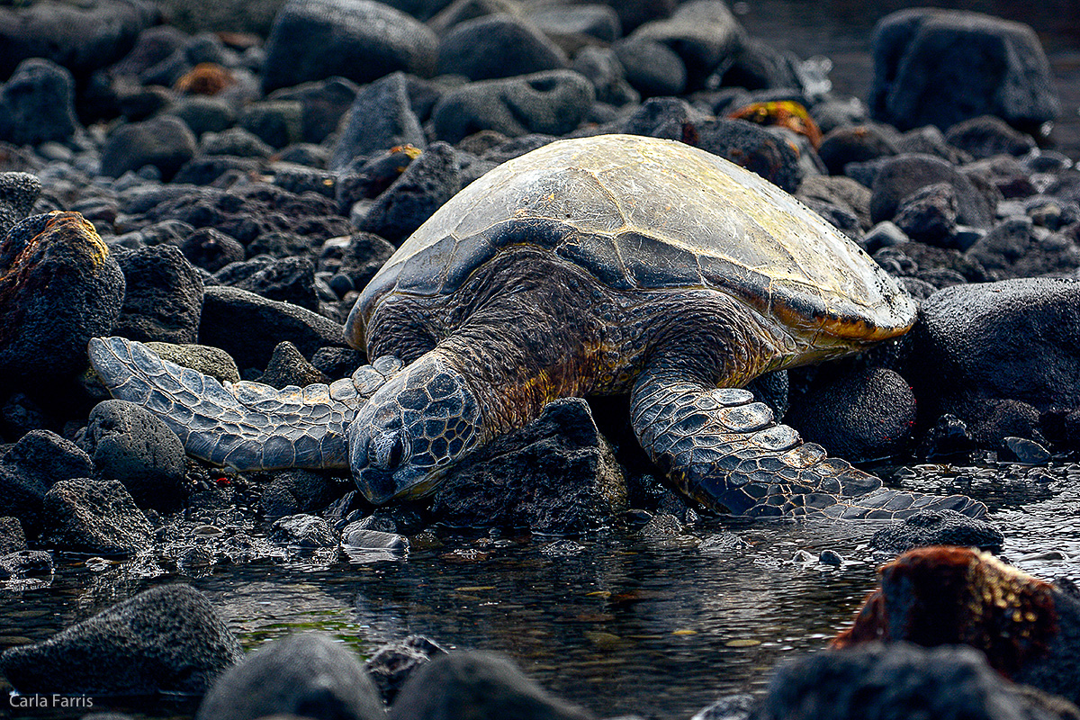 Turtle at Punaluu Black Sand Beach