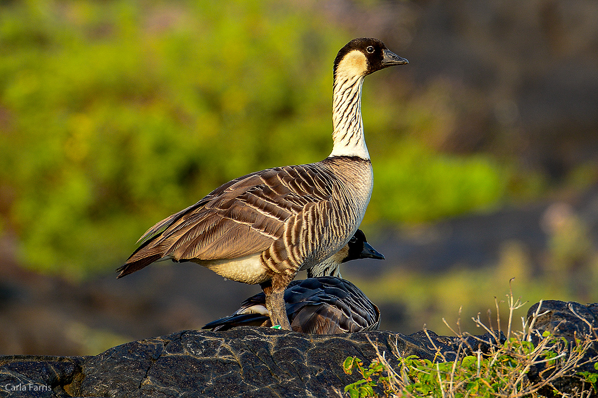 NeNe Geese