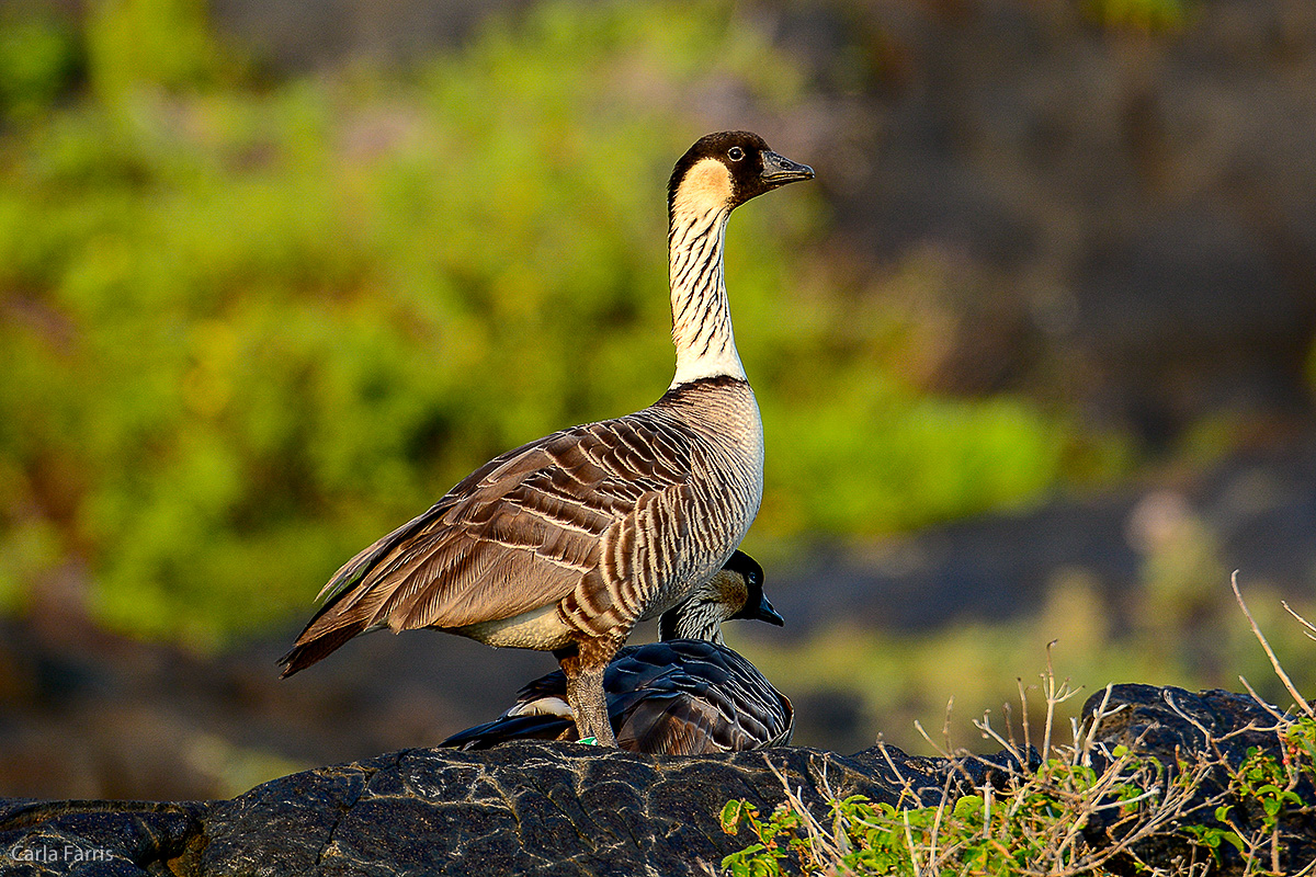 NeNe Geese