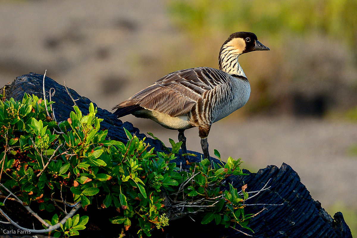 NeNe Geese