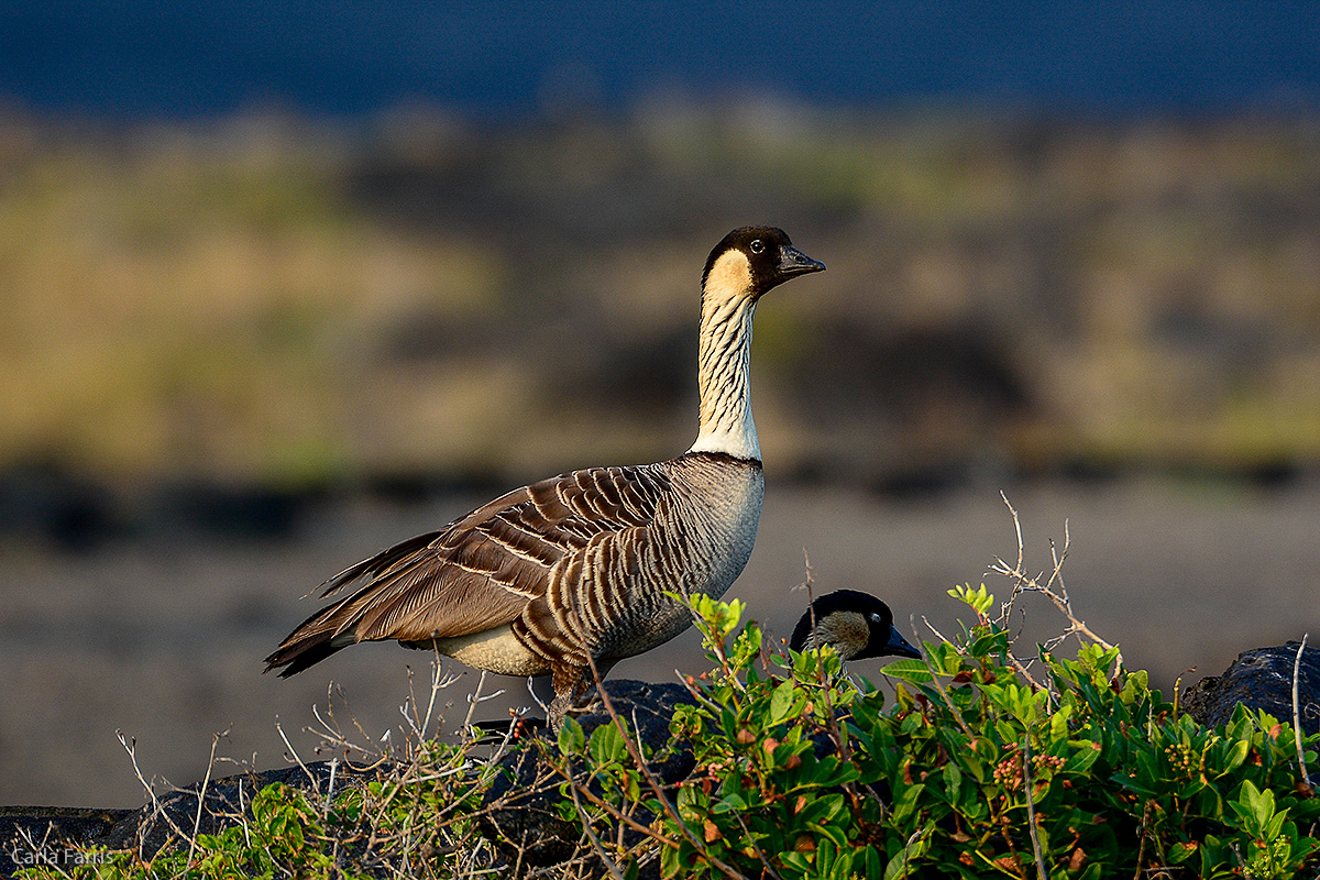 NeNe Geese