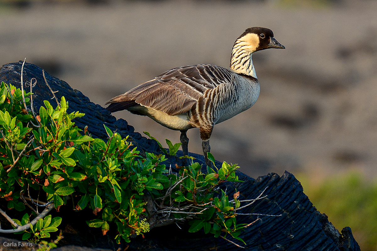 NeNe Geese