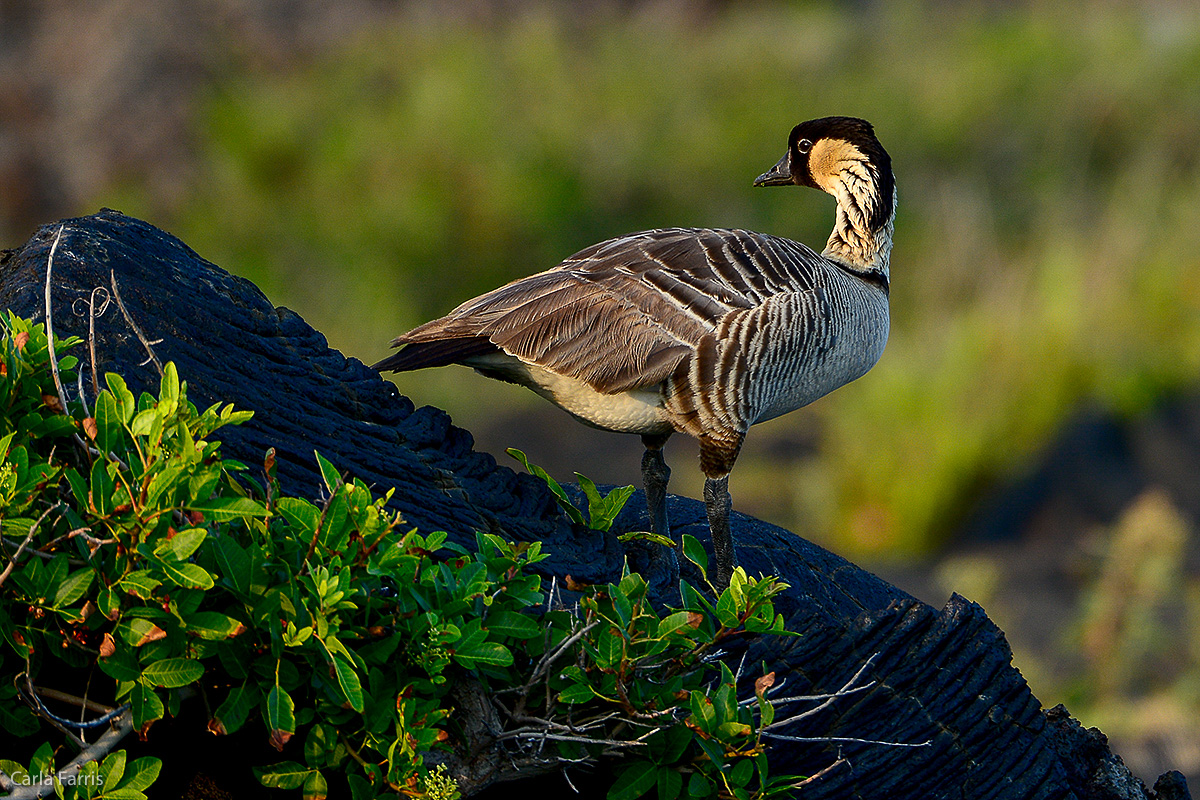 NeNe Geese