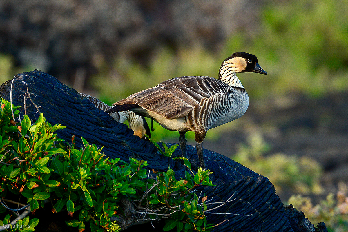 NeNe Geese