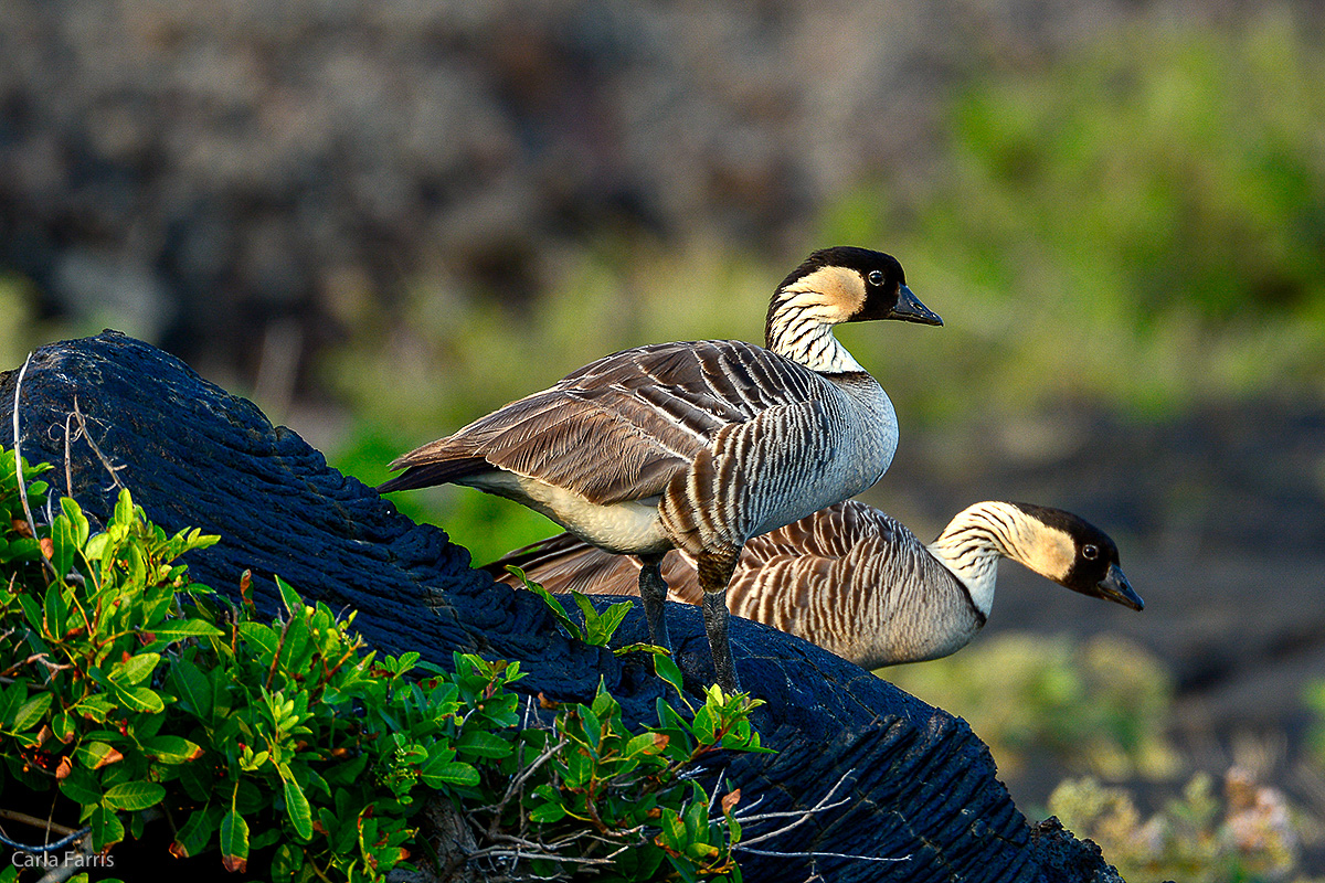 NeNe Geese