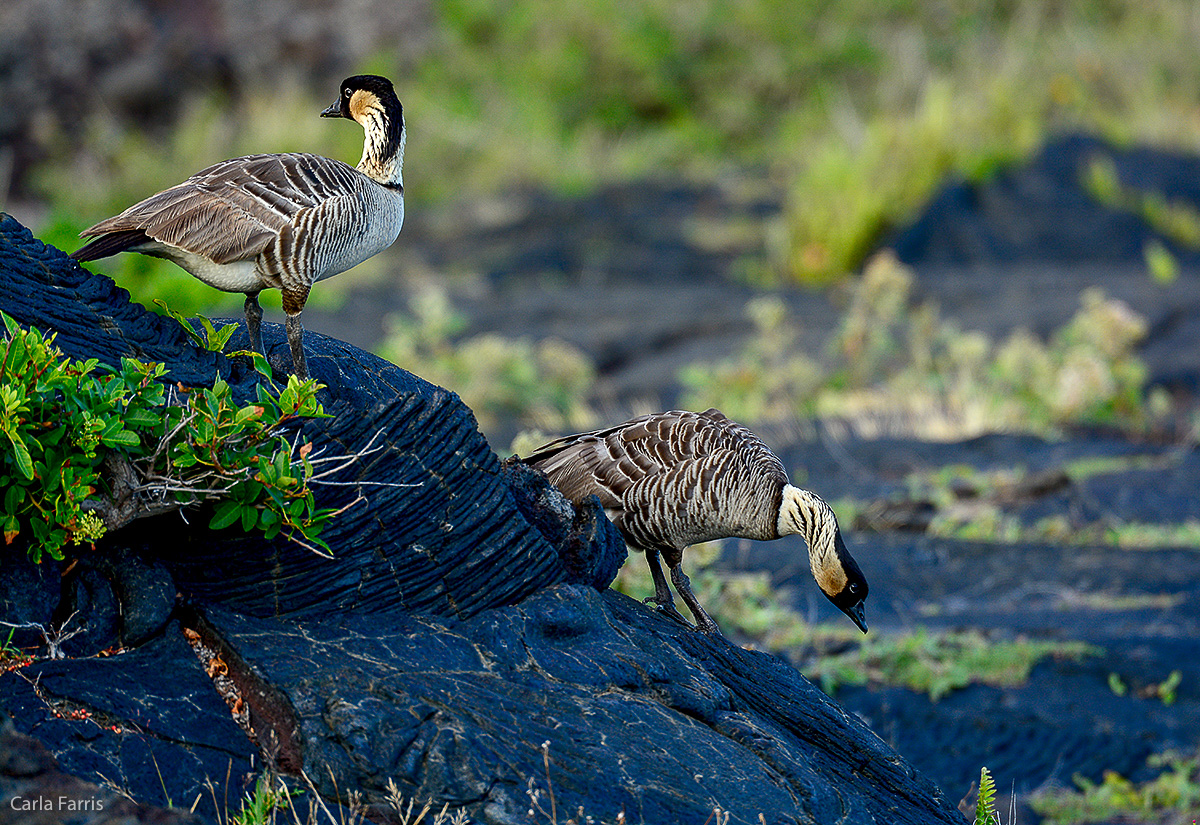 NeNe Geese