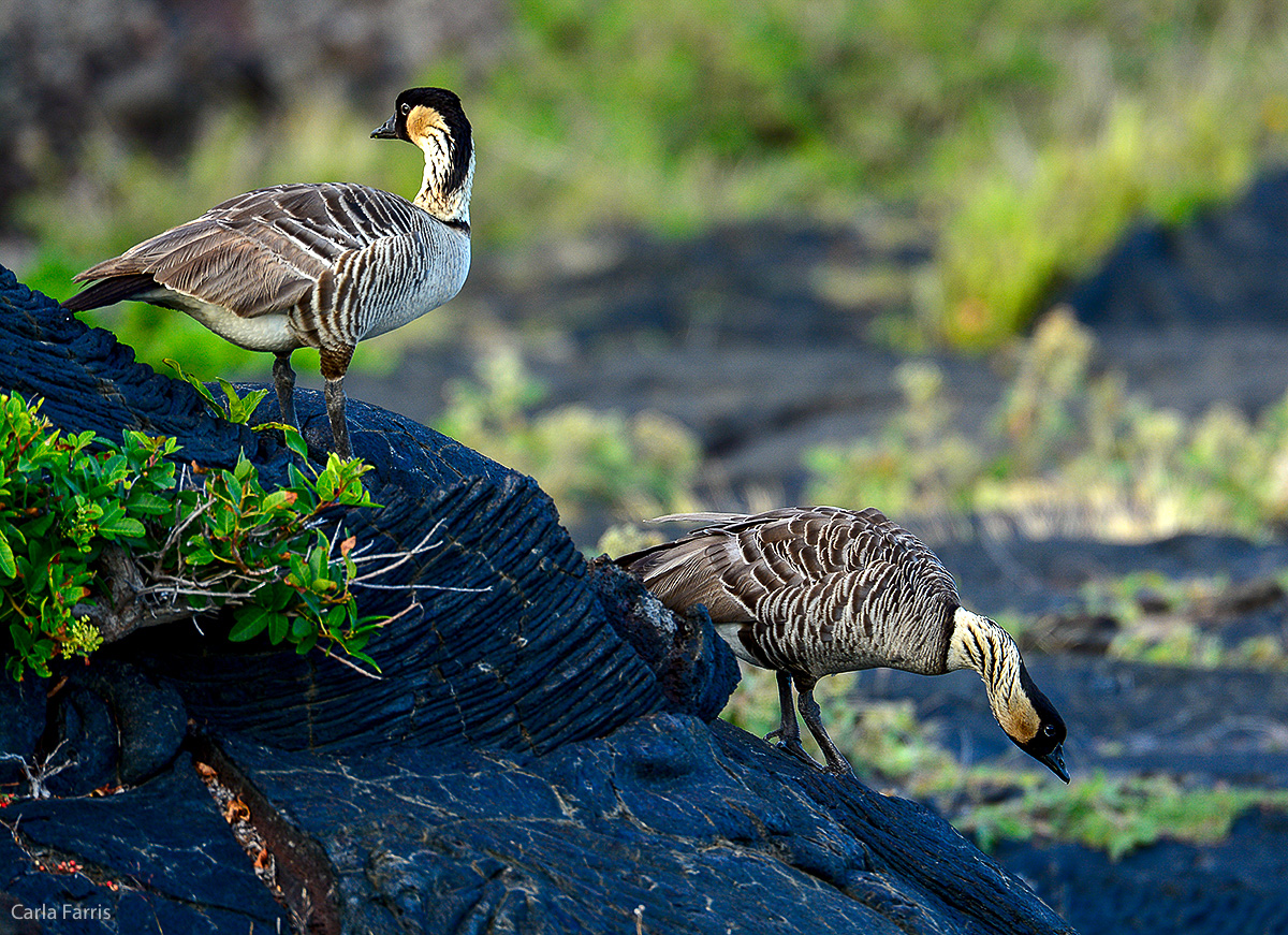 NeNe Geese