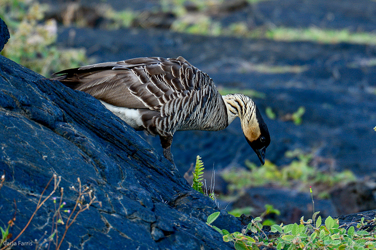 NeNe Geese