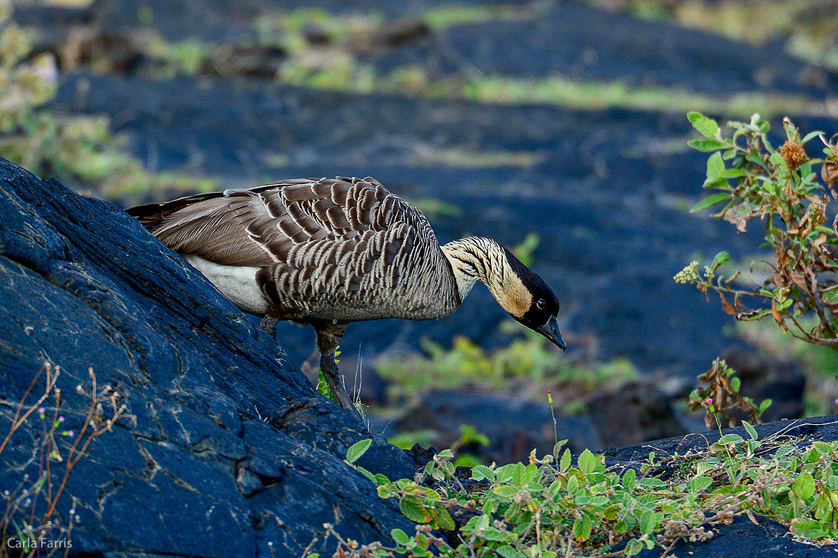 NeNe Geese