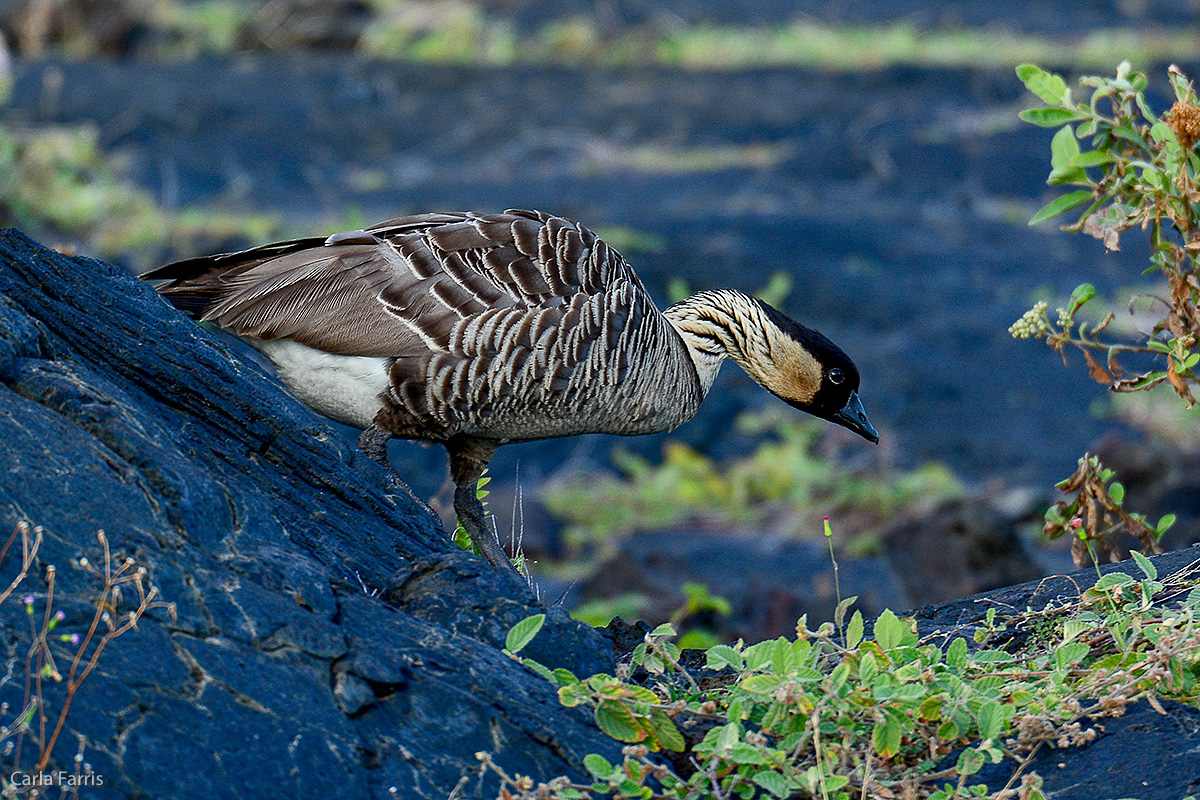 NeNe Geese