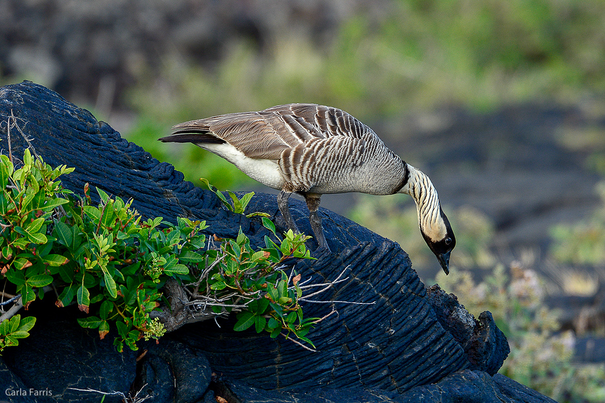 NeNe Geese