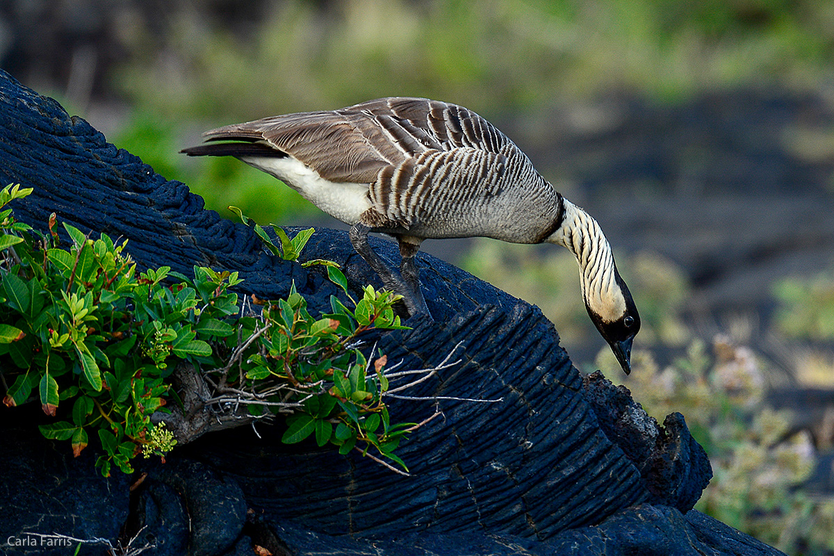 NeNe Geese