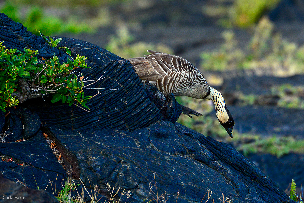 NeNe Geese