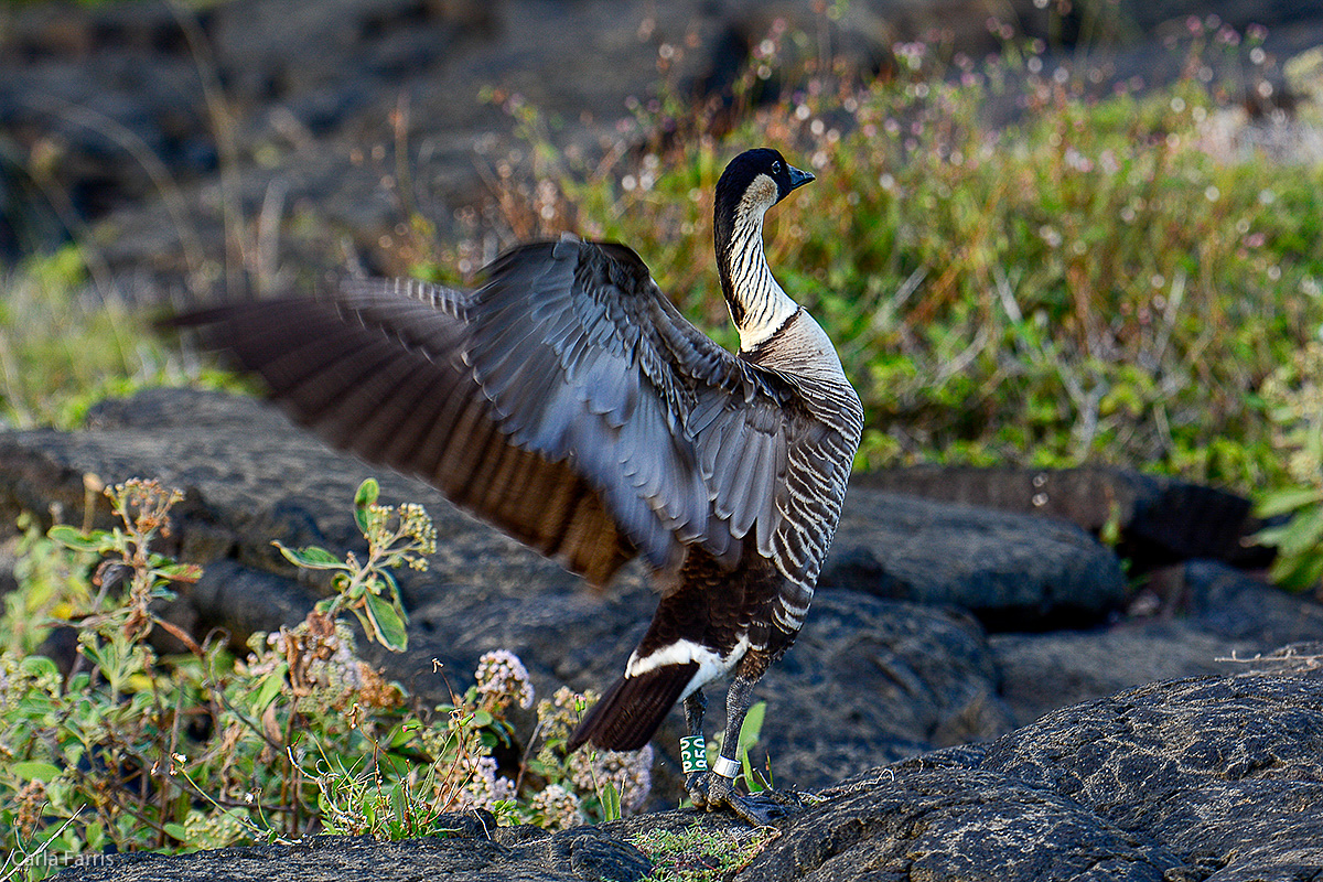 NeNe Geese