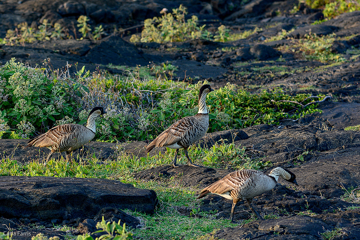 NeNe Geese