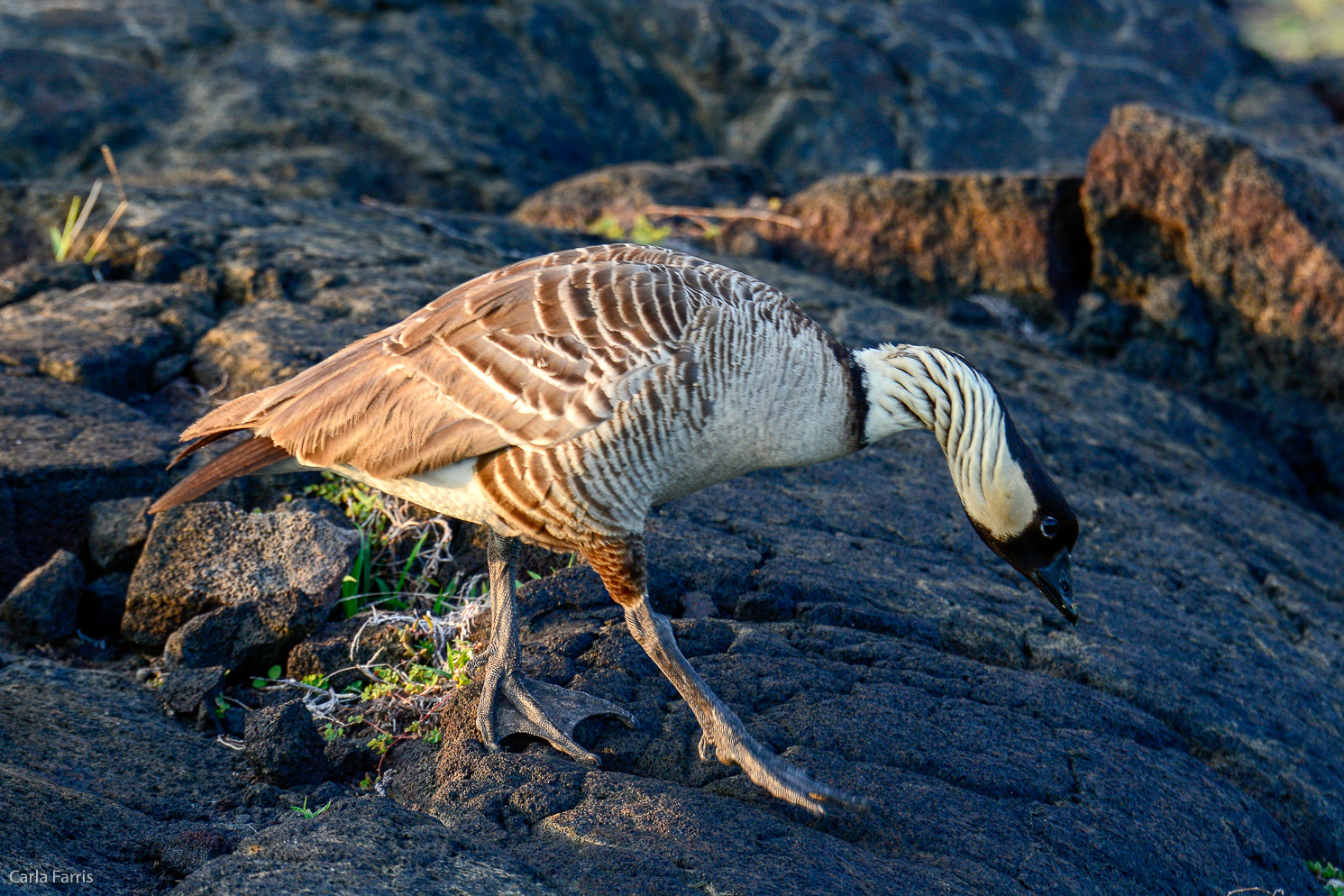 NeNe Geese