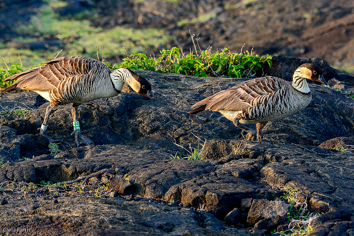 NeNe Geese