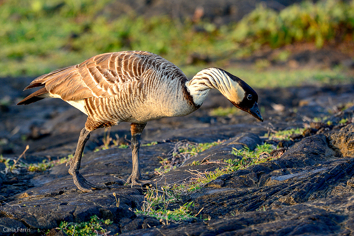 NeNe Geese