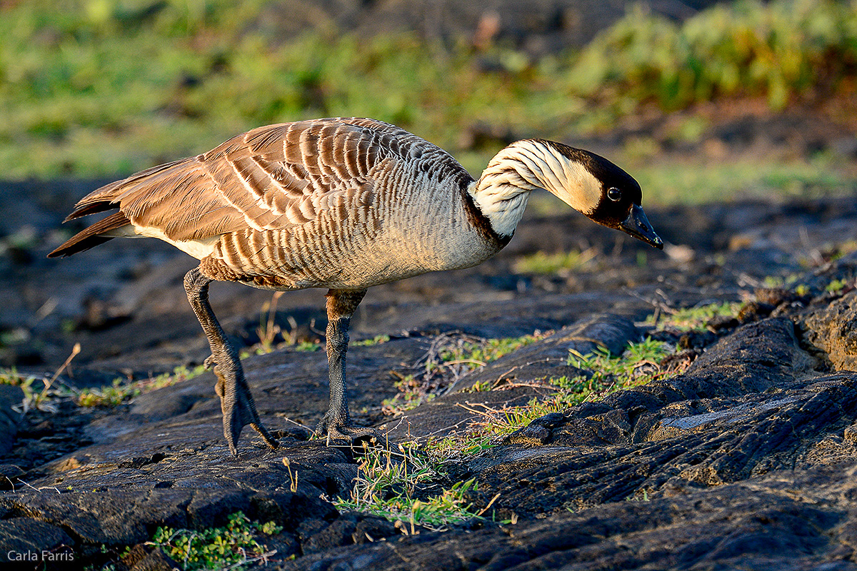 NeNe Geese