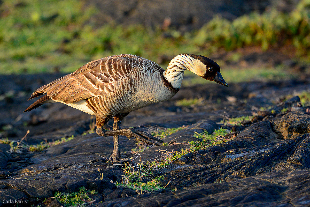 NeNe Geese