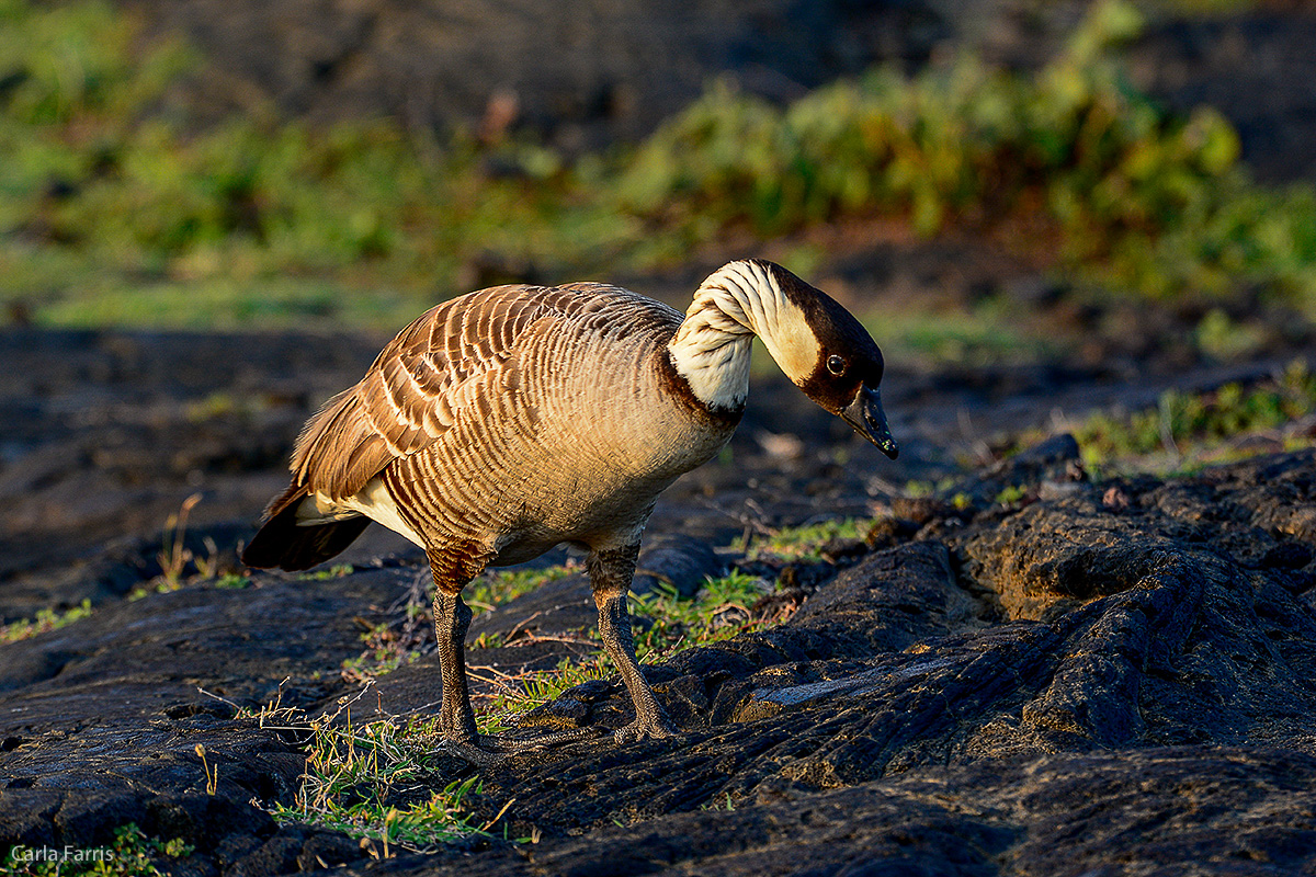 NeNe Geese