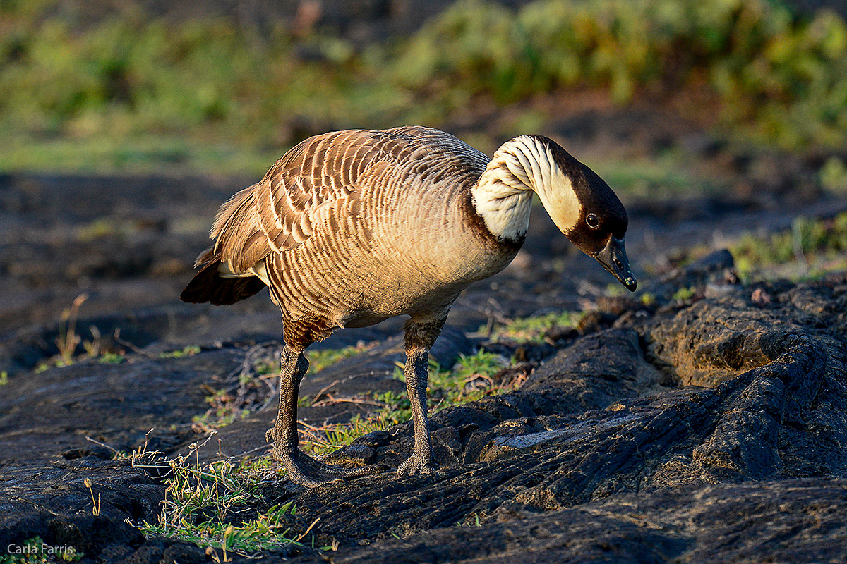 NeNe Geese