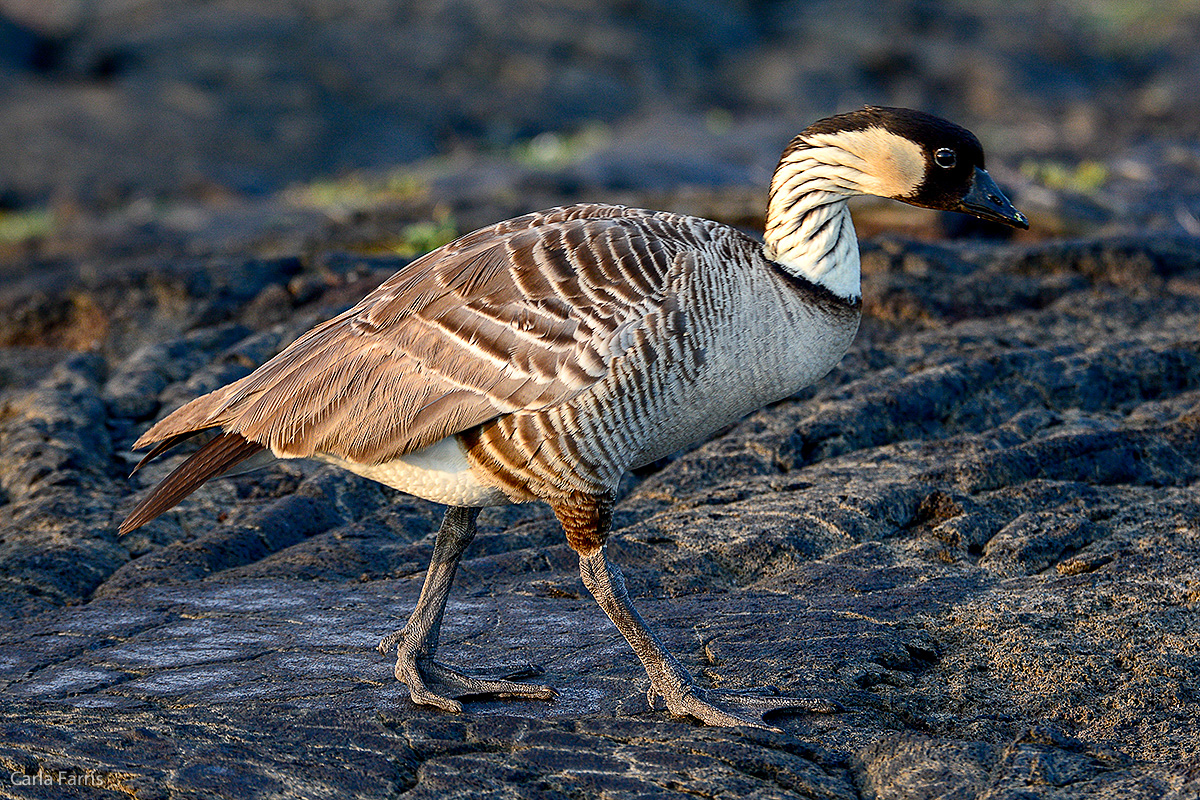 NeNe Geese