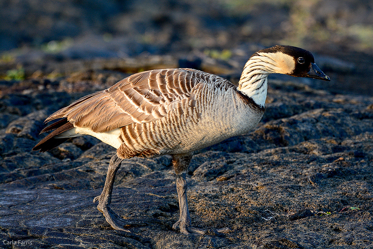 NeNe Geese