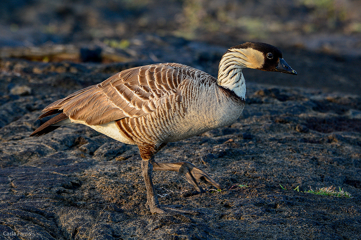 NeNe Geese