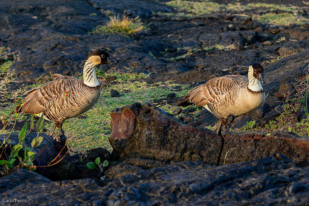 NeNe Geese