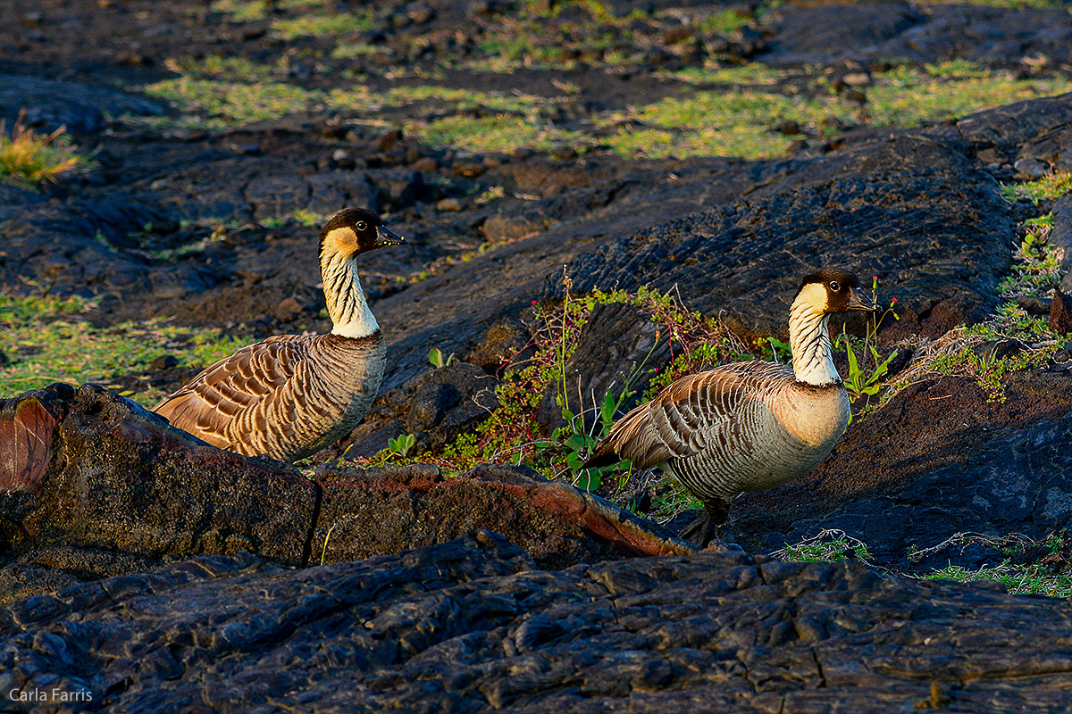 NeNe Geese