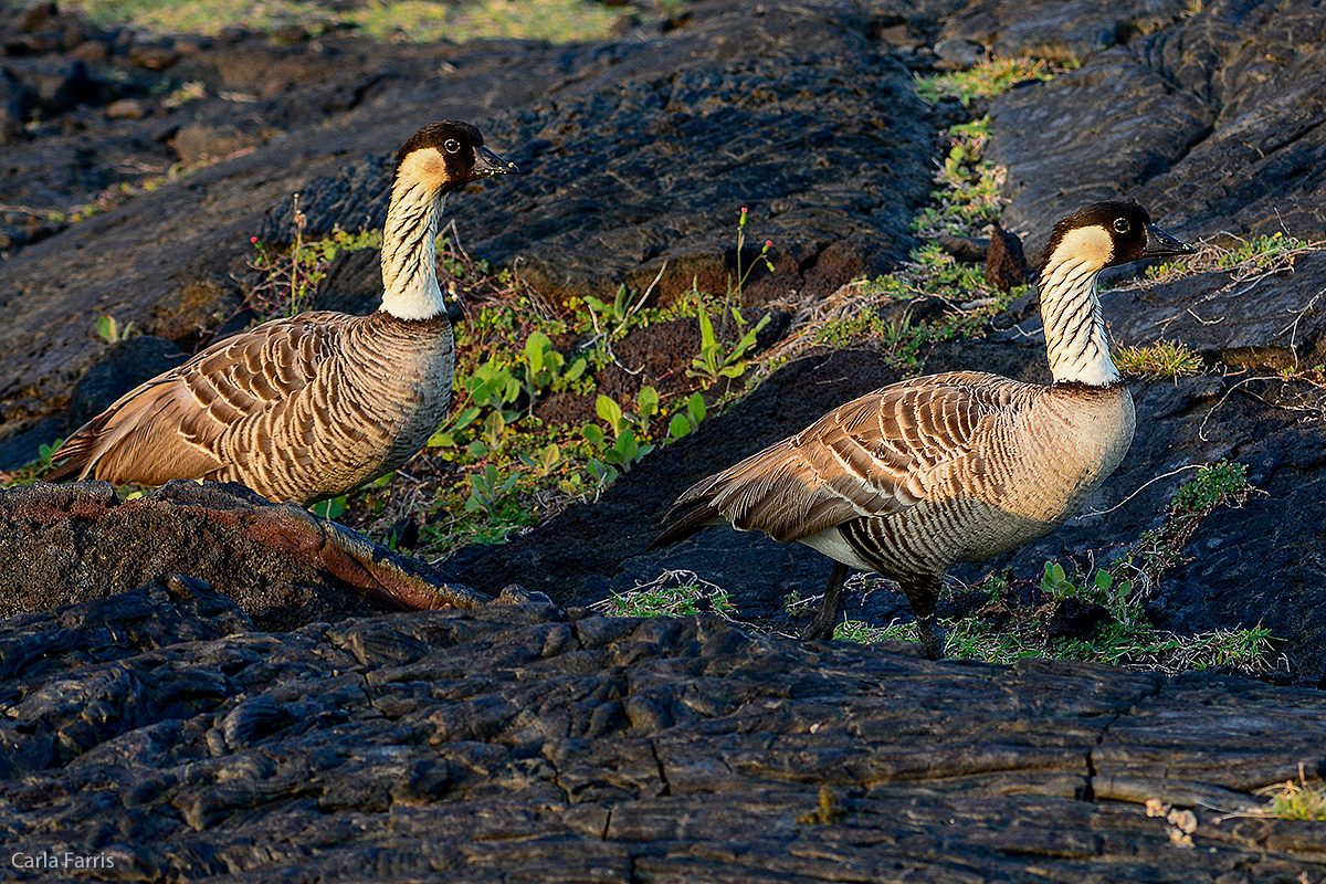 NeNe Geese